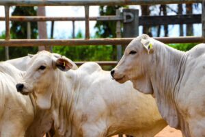 São Paulo inicia campanha de atualização de rebanhos neste sábado (1)