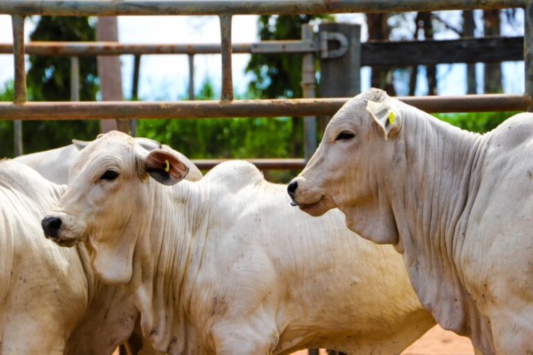 São Paulo inicia campanha de atualização de rebanhos neste sábado (1)