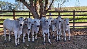 Sebrae lança projeto sustentável para pecuária no Vale do Paraíba; saiba mais