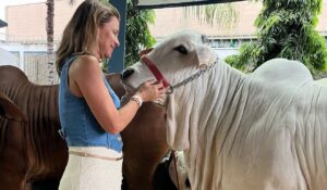 Seguro para bovinos e equinos: conheça a ferramenta de proteção e estabilidade para o produtor