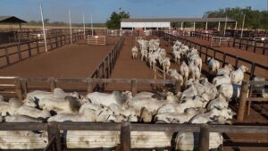 Seguro para gado? Entenda como proteger sua fazenda de prejuízos