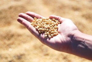 Setembro termina com mercado de soja estagnado; produtores seguram vendas