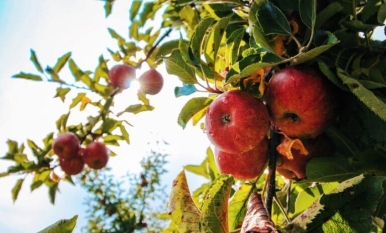 Setor da maçã pede que frutas importadas sofram mesmo rigor fitossanitário das nacionais