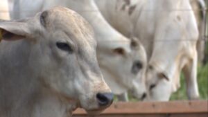 Suplementação no horário certo pode garantir maior desempenho do gado na seca; saiba mais