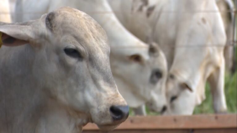 Suplementação no horário certo pode garantir maior desempenho do gado na seca; saiba mais