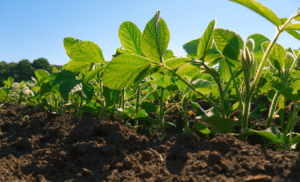 Taxonomia sustentável: como o agro brasileiro pode se beneficiar e atrair investimentos