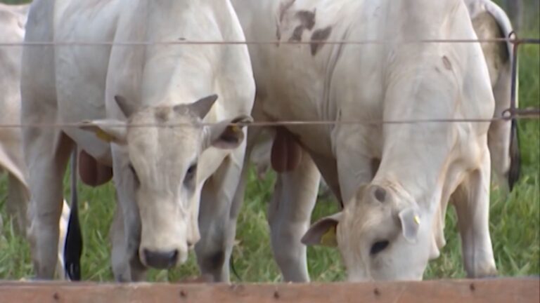 Terminação intensiva a pasto: sucesso depende de solo fértil e dieta balanceada