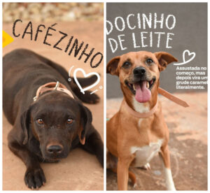 Tico-Teco, Fiapinho e Tobias esperam por você na Praça Bolívia