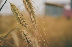 Trigo: clima favorece e produtividade na safra do RS será maior, diz Emater