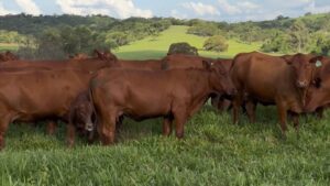 Uso de touro bonsmara em vacas nelore pode melhorar qualidade da carne; saiba mais