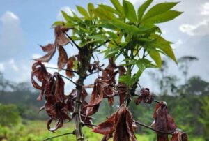 Vassoura-de-bruxa da mandioca atinge 10 municípios no Amapá