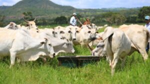 Veja dicas para turbinar forragem do pasto e evitar degradação na volta das chuvas