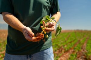 ‘Chuvas estão irregulares e insuficientes neste ano’, aponta presidente da Aprosoja MT