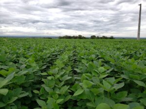 Abiove pede a STF suspensão de processos que questionam a Moratória da Soja