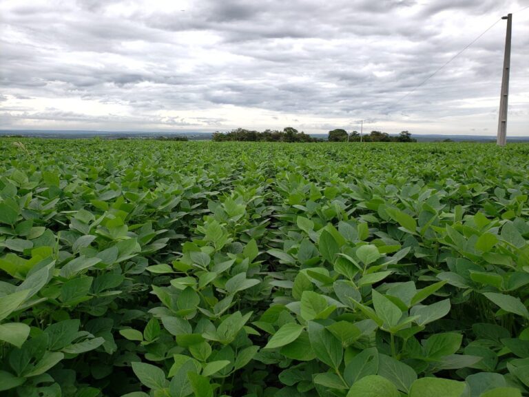 Abiove pede a STF suspensão de processos que questionam a Moratória da Soja