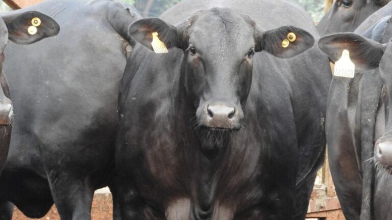 Agropecuária Maragogipe é modelo de pecuária intensiva em MS; confira
