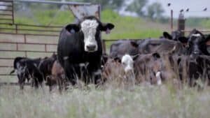 Angus em matrizes boran: como maximizar o ganho genético no cruzamento?