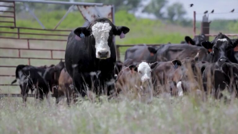Angus em matrizes boran: como maximizar o ganho genético no cruzamento?