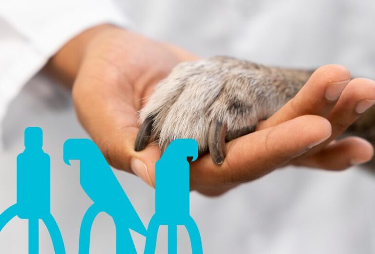 Audiência na segunda-feira (1) vai detalhar prestação de contas das ações de castração e bem-estar animal