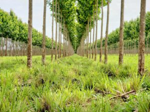 Brasil exporta tecnologias agrícolas sustentáveis à América Latina e Caribe