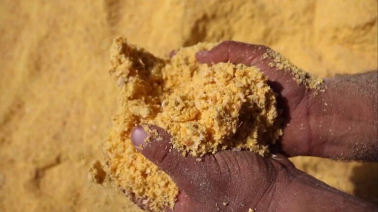 Casquinha ou farelo de soja? Confira o uso correto de cada subproduto no rebanho