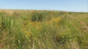 Choveu e as plantas daninhas voltaram: o que fazer para impedir prejuízos na fazenda?