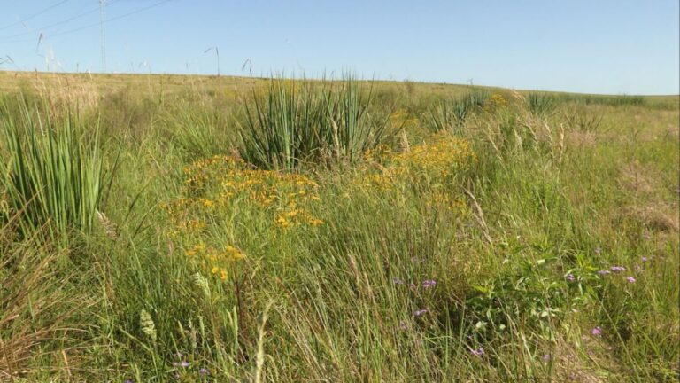 Choveu e as plantas daninhas voltaram: o que fazer para impedir prejuízos na fazenda?