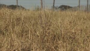 Chuvas marcam início do rebrote do capim e podem trazer riscos ao gado; veja como evitar