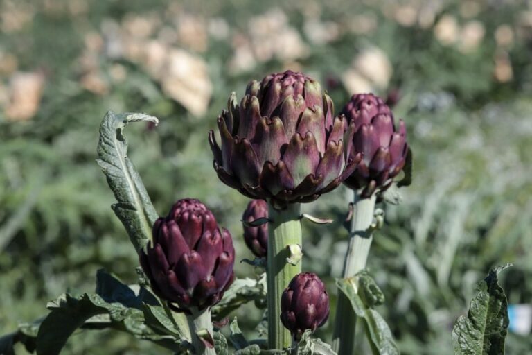 Com 90% da produção nacional, São Paulo lidera o cultivo de alcachofra