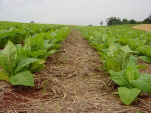 Comitiva do setor do tabaco está na Suíça para acompanhar a COP 11