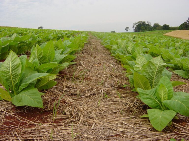 Comitiva do setor do tabaco está na Suíça para acompanhar a COP 11