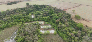 Como produzir soja em meio a clima da zona de transição: estratégias entre chuvas e veranico