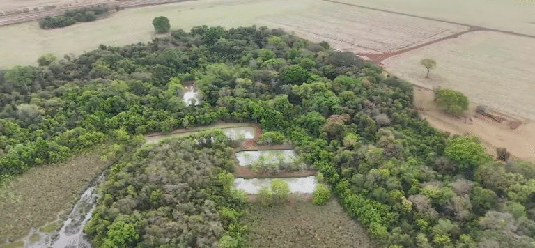 Como produzir soja em meio a clima da zona de transição: estratégias entre chuvas e veranico
