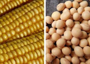 Cotações da soja seguem firmes, enquanto milho registra alta