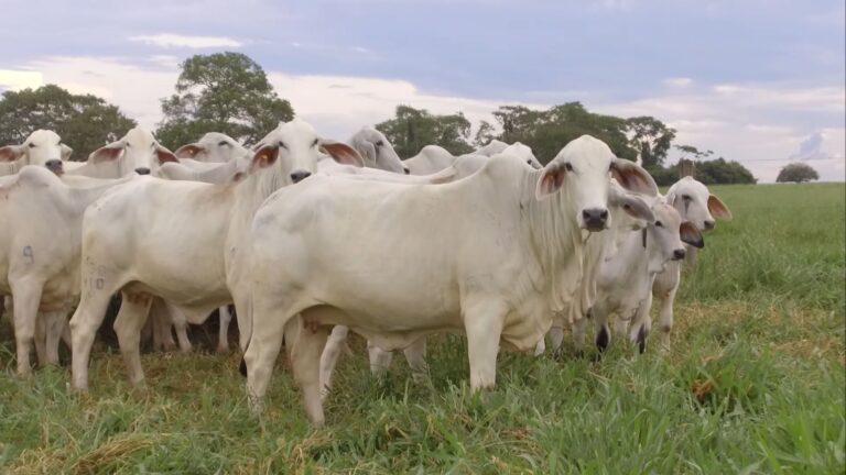 Cruzamento de touro canchim com vacas tabapuã pode ser eficiente para o pecuarista; confira