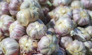 Cultura do alho ganha zoneamento agrícola de risco climático