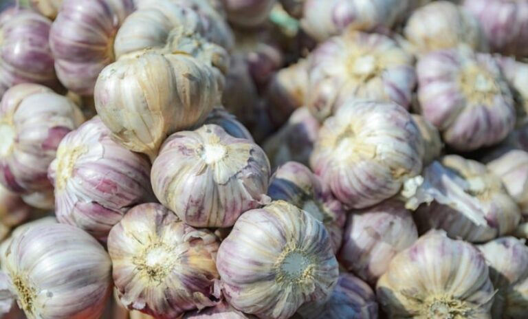 Cultura do alho ganha zoneamento agrícola de risco climático