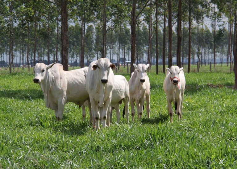 Embrapa aponta pecuária brasileira como parte da solução para o clima