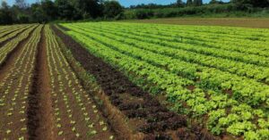 Embrapa cria sistema que economiza 61% da água na produção de hortaliças