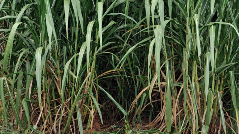 Embrapa sequencia genomas de capim-elefante em colaboração internacional; saiba mais