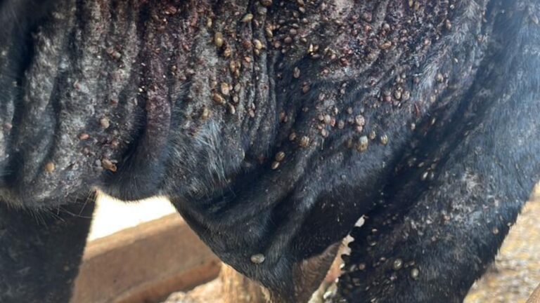 Estação das chuvas: controle de ectoparasitas é essencial para o rebanho; saiba por quê