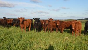 Estação de monta: manejo reprodutivo é essencial para sucesso, diz especialista