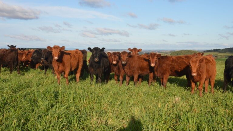 Estação de monta: manejo reprodutivo é essencial para sucesso, diz especialista