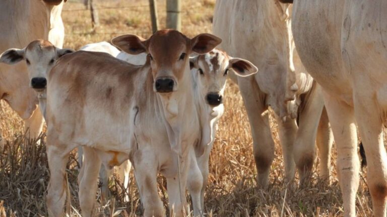 Estação reprodutiva: o segredo da nutrição que garante concepção e bezerro pesado