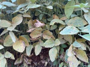 Estados registram primeiros focos de ferrugem asiática da soja na safra 2025/26; saiba quais