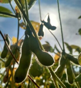 Expansão da área de soja em GO eleva estimativa da safra 25/26, aponta StoneX