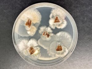 Fungo brasileiro produz substância mais potente que glifosato, aponta estudo