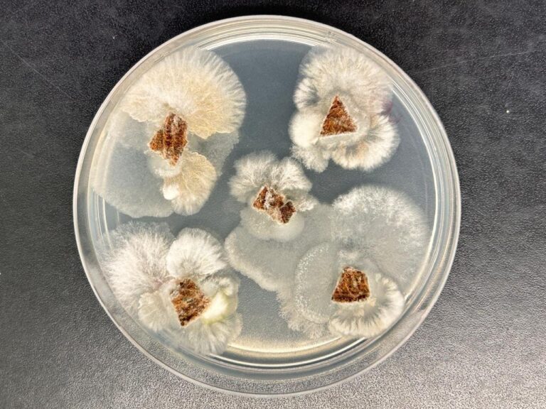 Fungo brasileiro produz substância mais potente que glifosato, aponta estudo