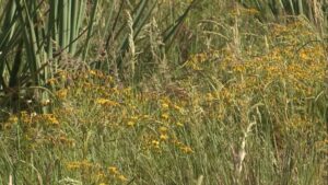 Herbicida no pasto novo: especialista explica o momento certo para o controle de daninhas
