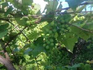 Horta modelo, assistência técnica e maquinário: SEPRODES reforça apoio ao produtor